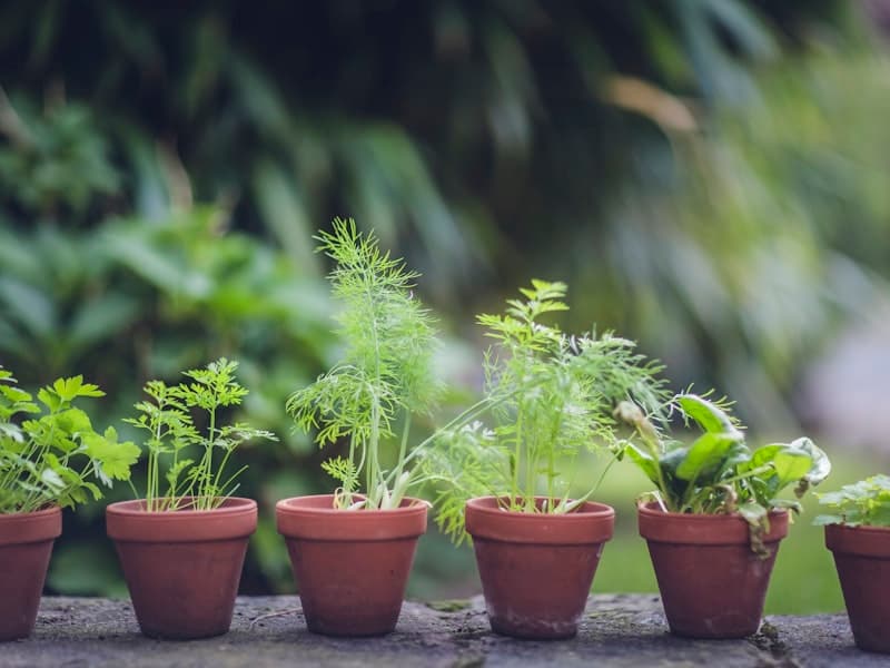 How to Choose the Right Planter