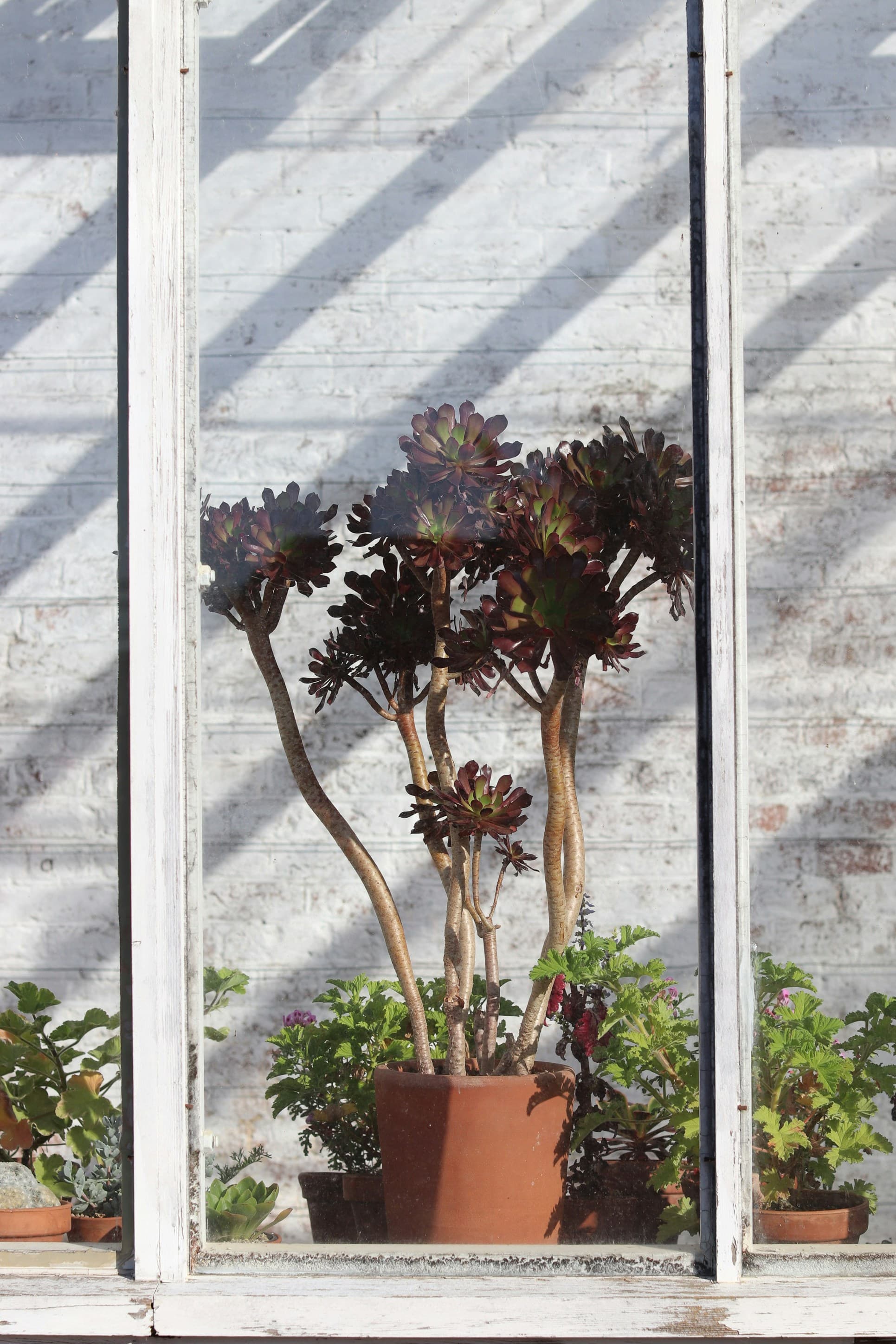 Terracotta pots with lush green plants in warm natural light