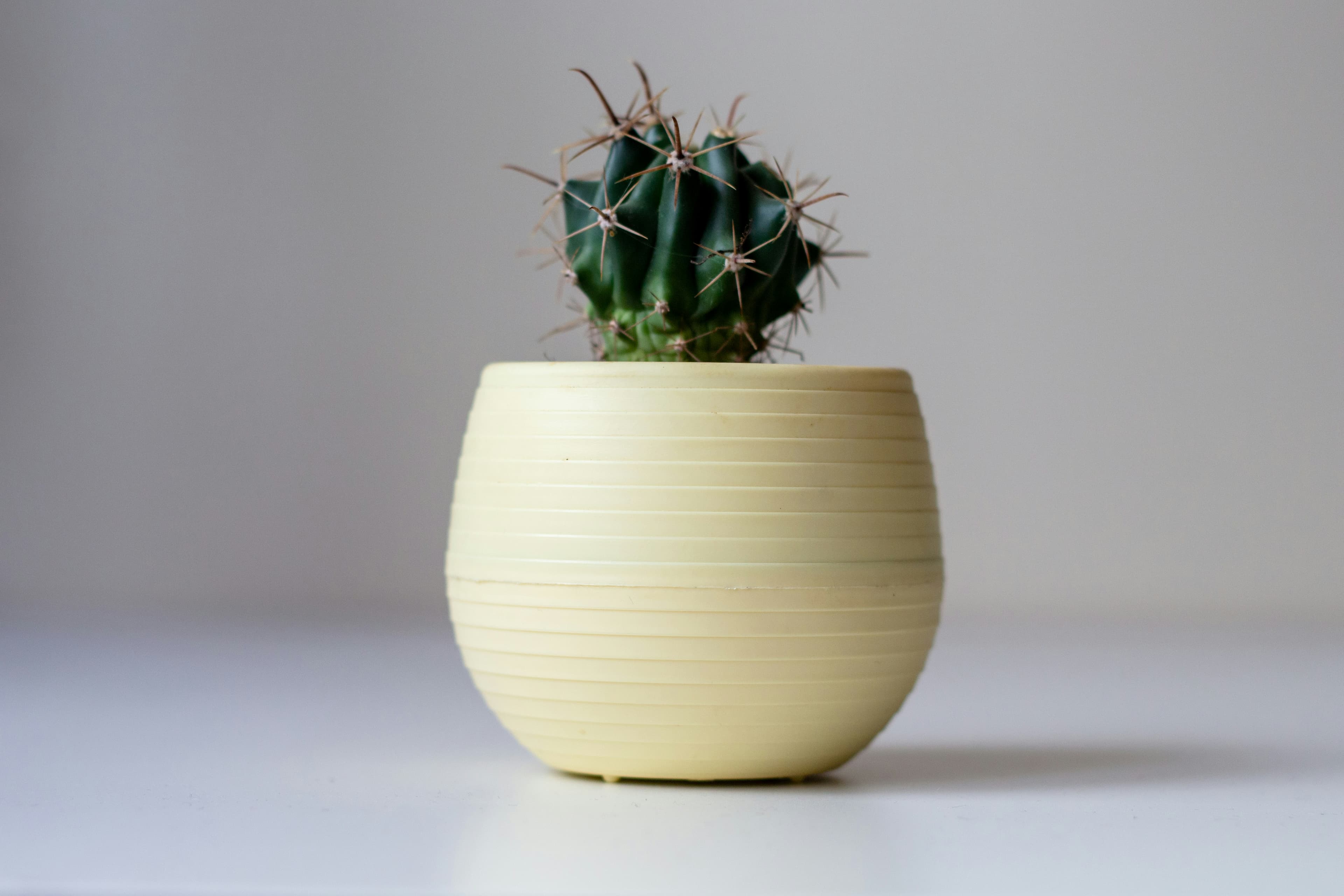 The Beginner Container Garden Mistakes I Made (So You Don't Have To)