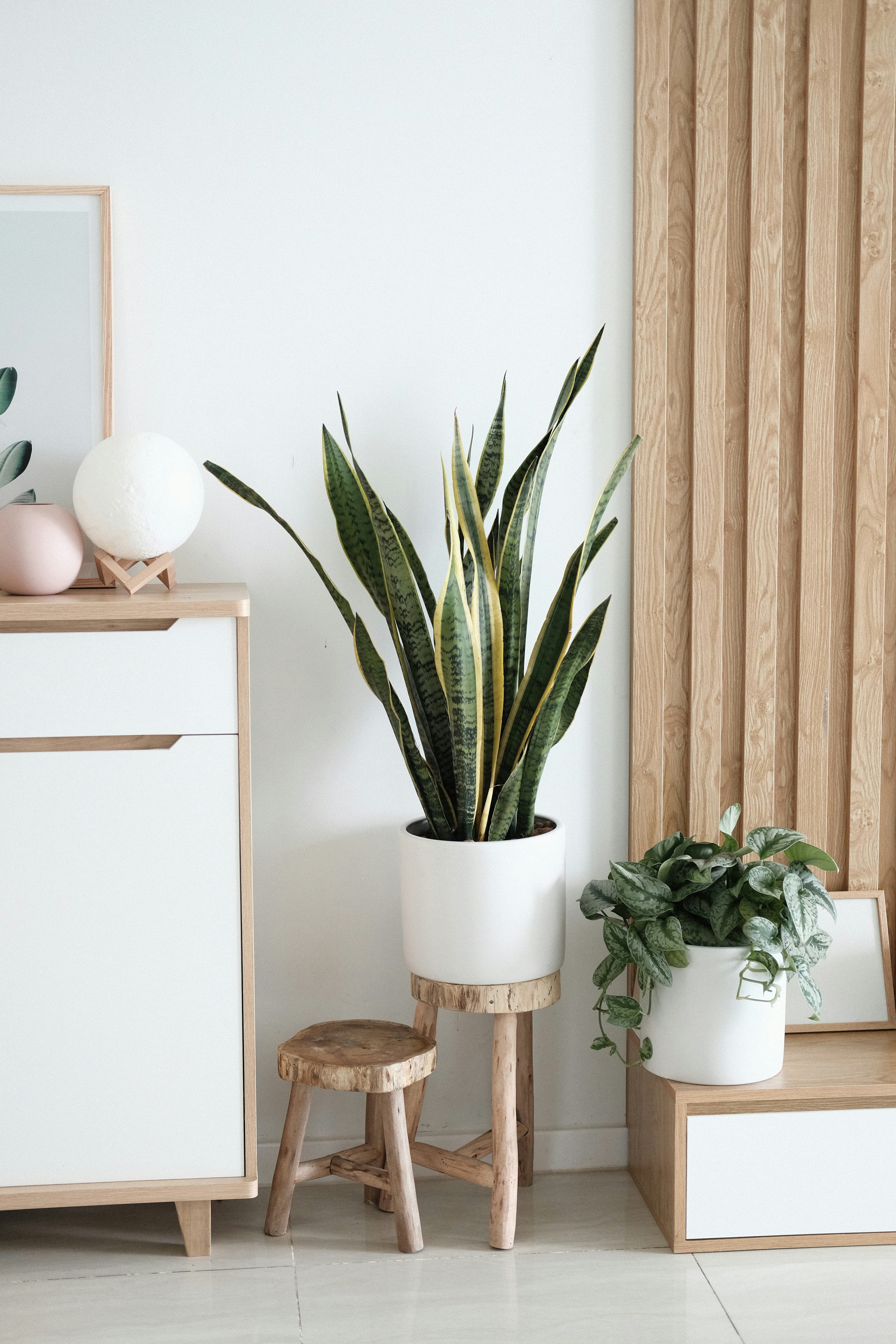 corner plant stand with snake plant next to apartment sofa