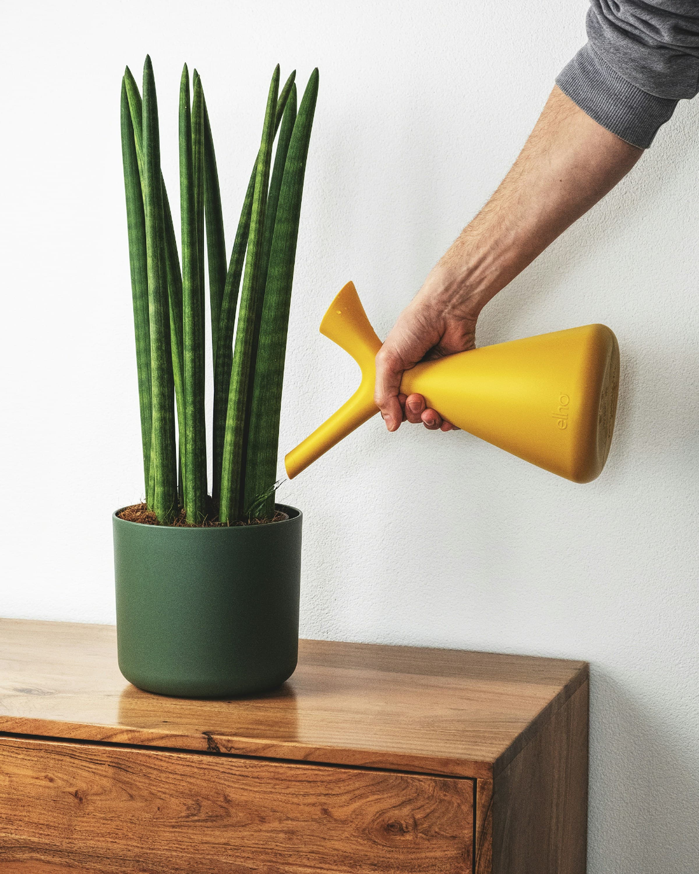 The Best Plant Stands for Small Spaces: A Buyer's Guide for Apartment Dwellers