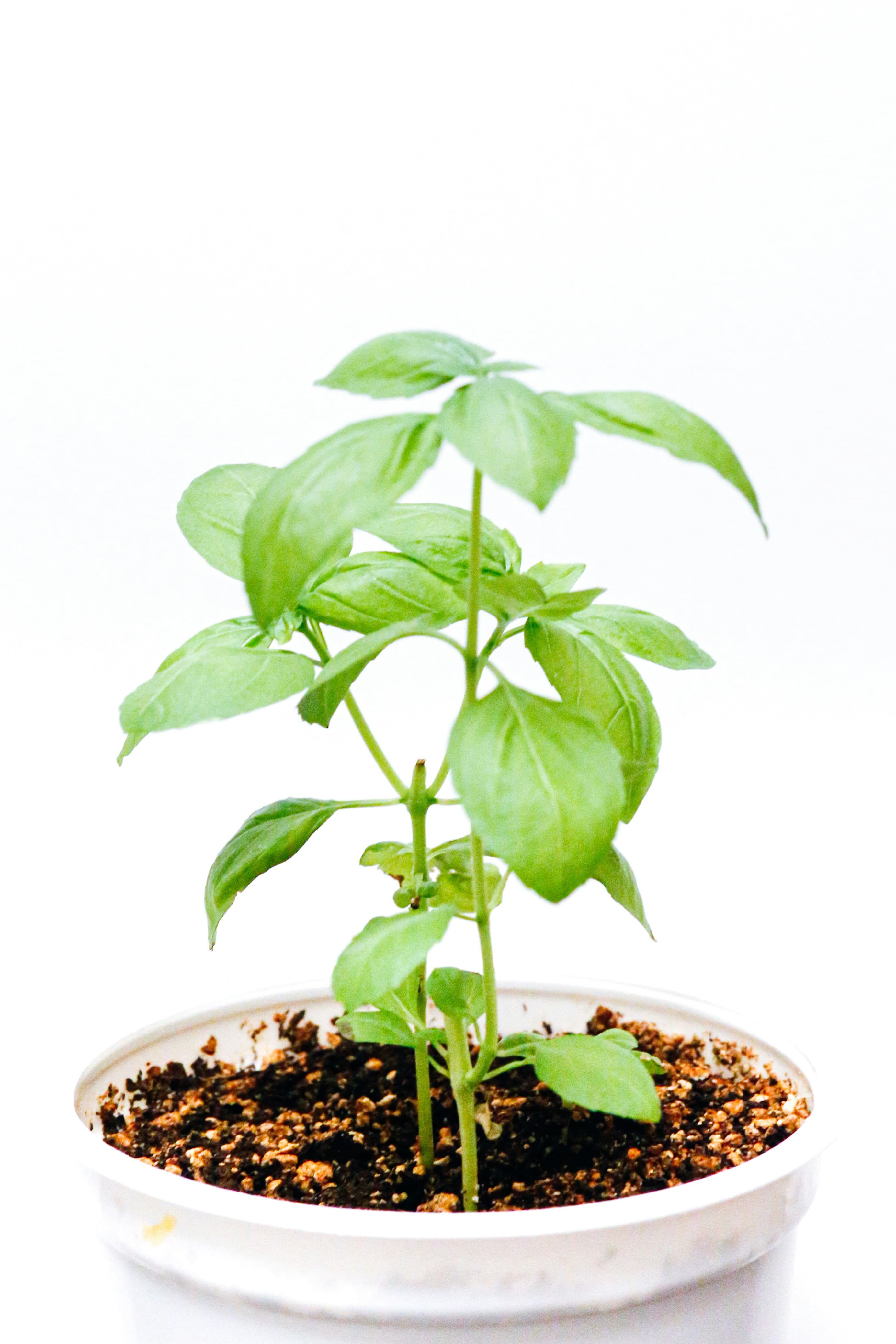 Watering container plants on hot sunny balcony