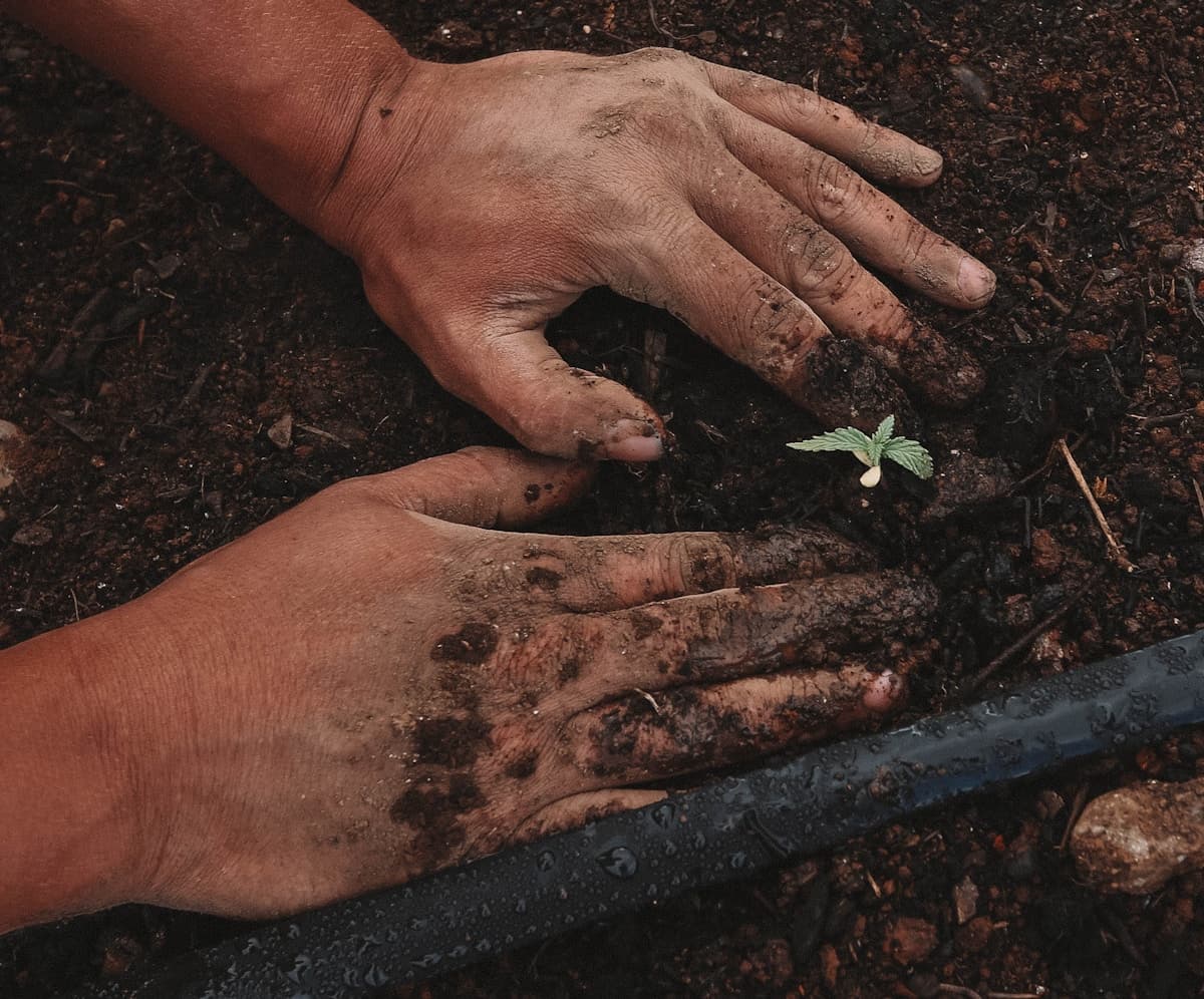 Container Gardening Soil and Watering: What Actually Works