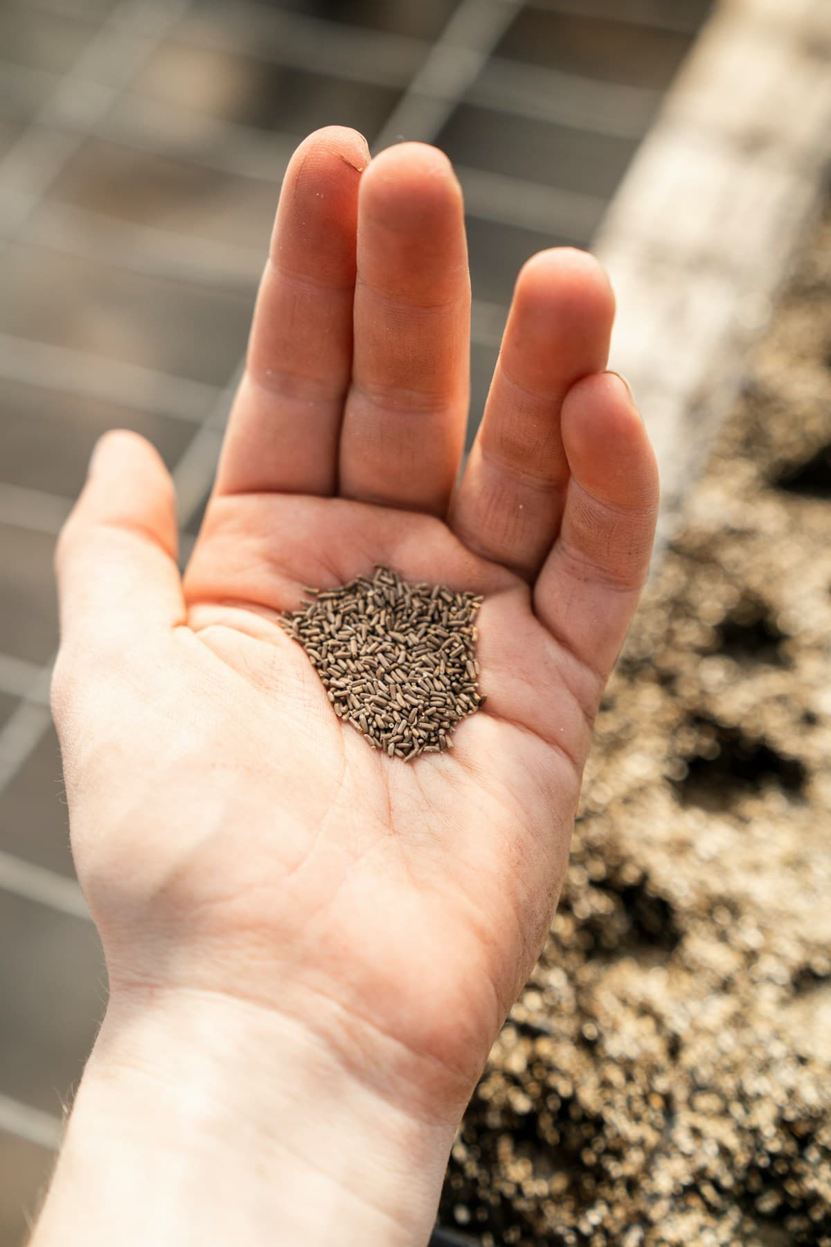 Close-up of hands planting small seedlings into fresh potting soil