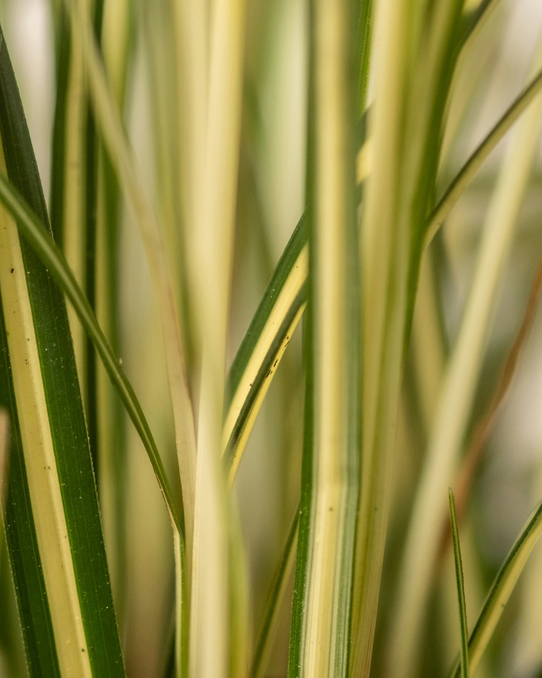 How to Fertilize Container Plants Without Burning Their Roots