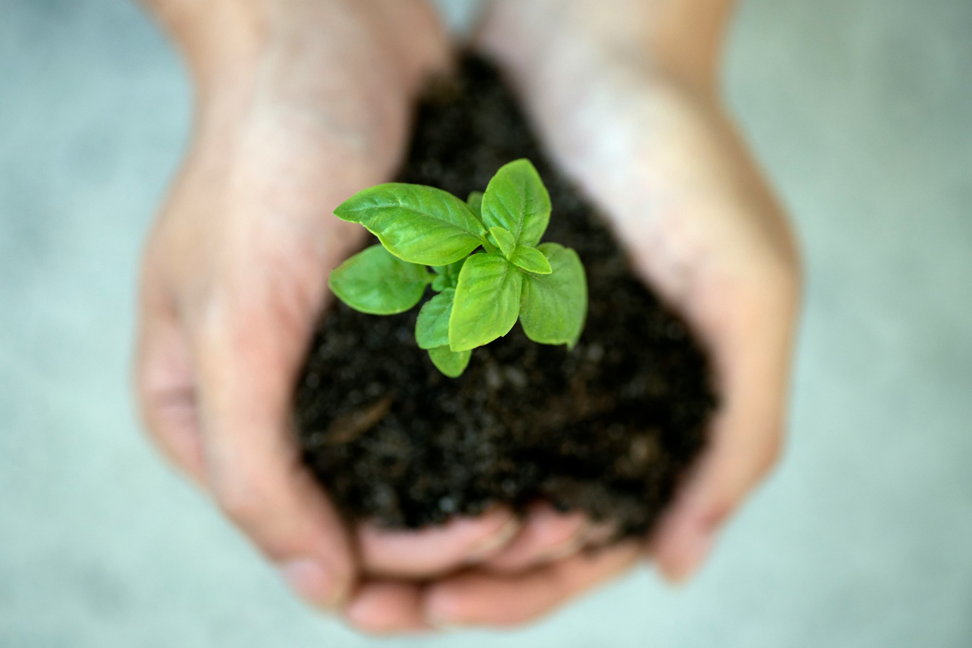 Applying liquid fertilizer to container tomato plant