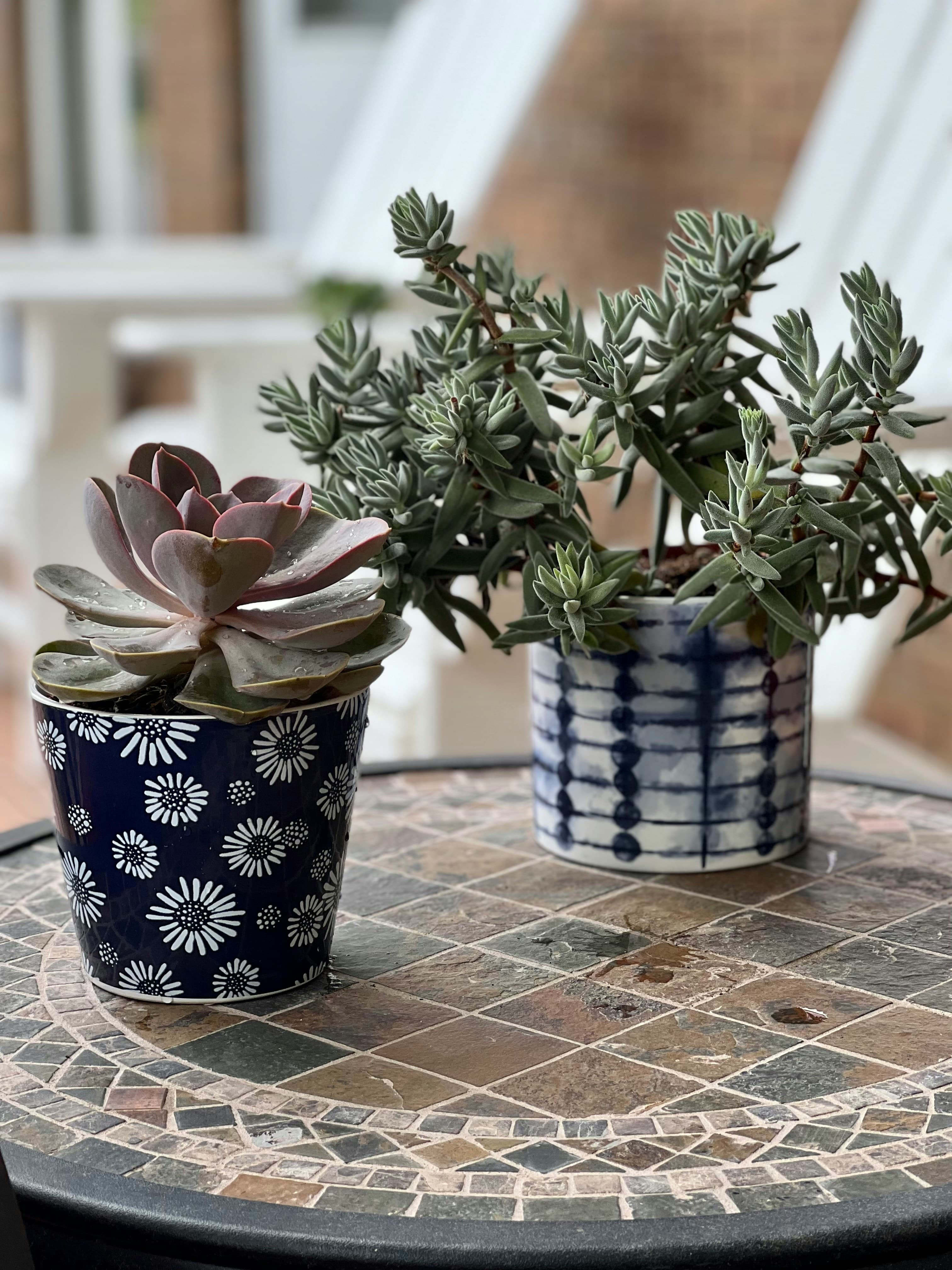 Indoor plant stand with tropical plants in living room