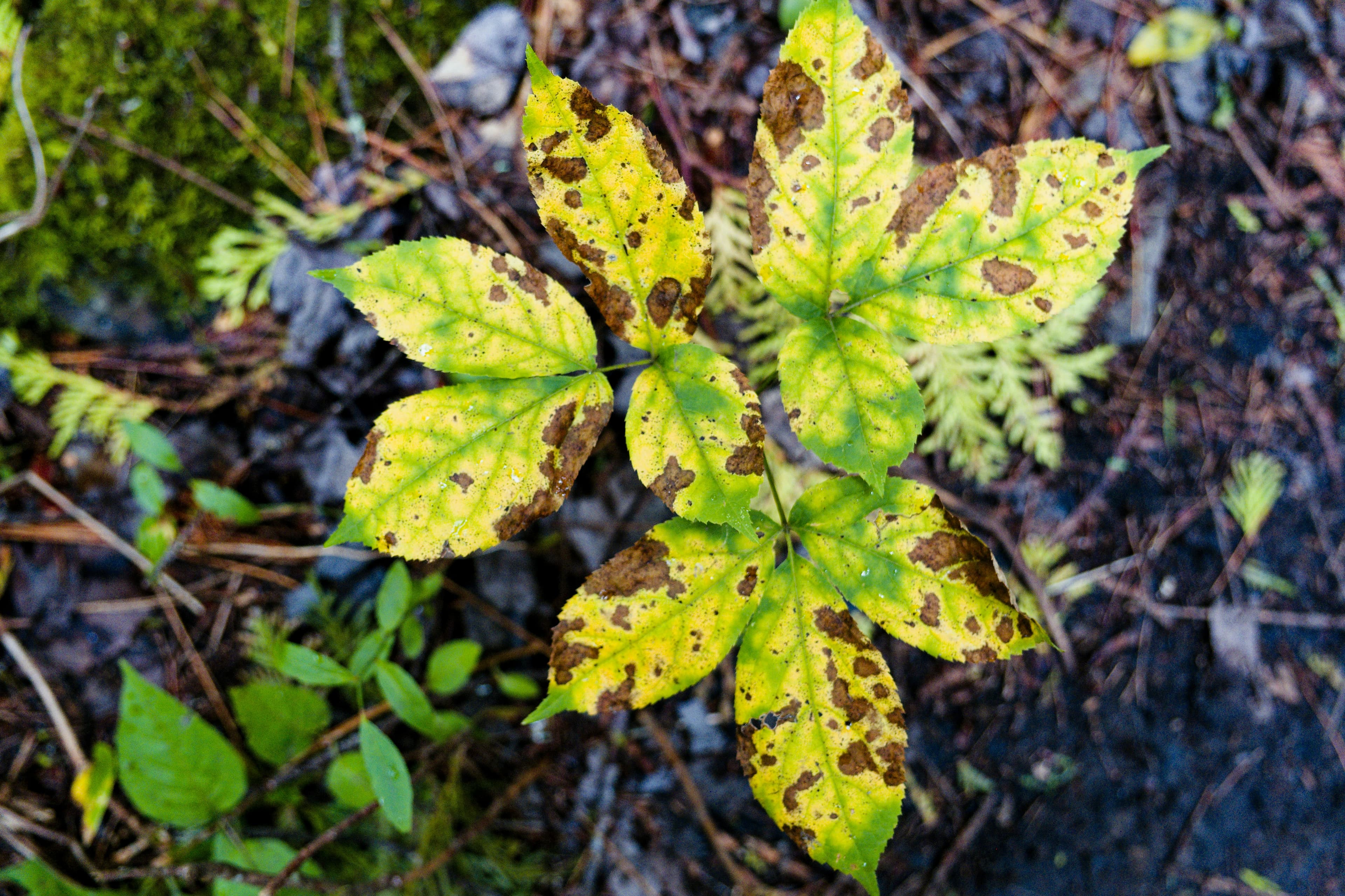 The Watering Mistakes Every Beginner Makes (And How to Actually Fix Them)