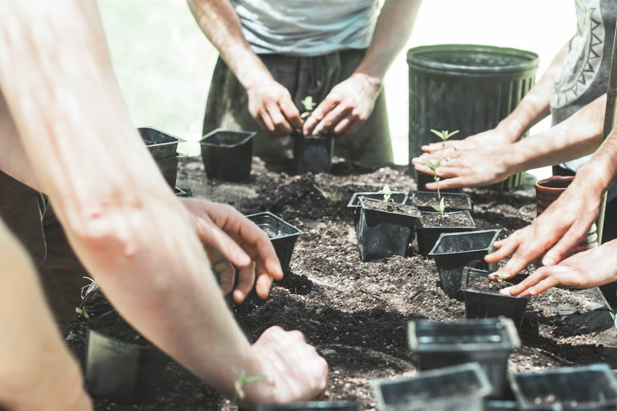 Your First Container Garden: A Step-by-Step Setup for Under $100